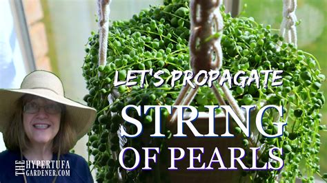 String Of Pearls Let S Propagate And See What Works Best Trying Methods YouTube