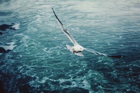 Seagull Bird Flying Over Sea Photograph By D3sign Fine Art America