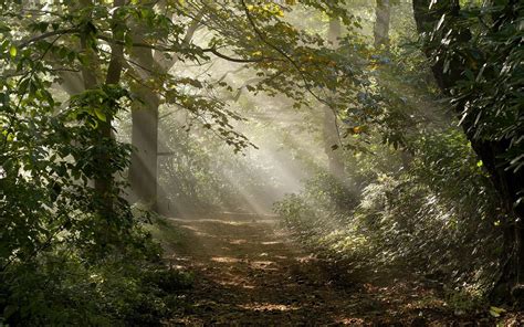 Sunbeams In Forest Wallpapers Wallpaper Cave