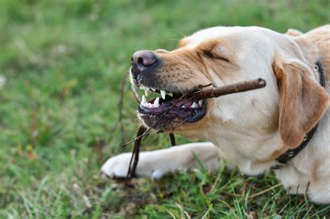 Dog Chewing Wood Learn Why They Do It And How To Stop Them Ultimate