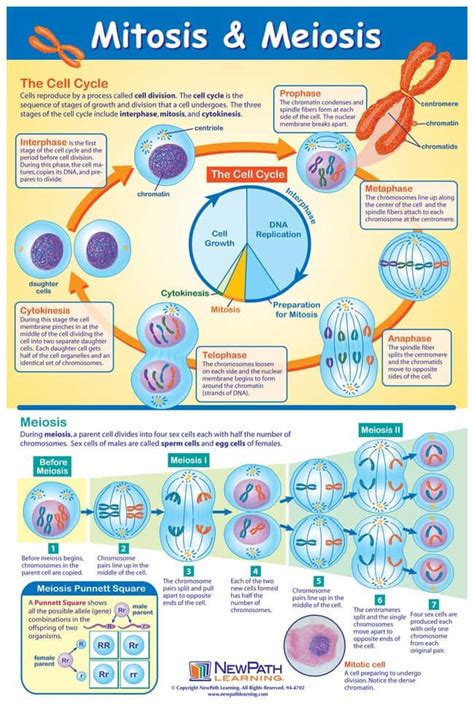 Mitosis And Meiosis Poster Mitosis And Meiosis Postereducation