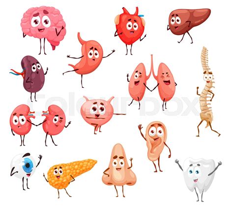 Cartoon Human Body Internal Organs Characters Stock Vector Colourbox