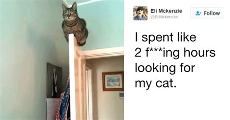 10 Tweets That Prove Cats Are A Hilarious And B The Best Page 3