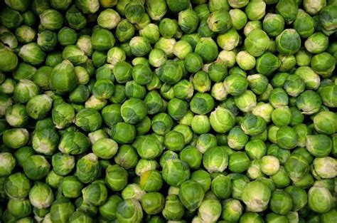 How To Grow Brussels Sprouts From Seed To Harvest Check How This Guide