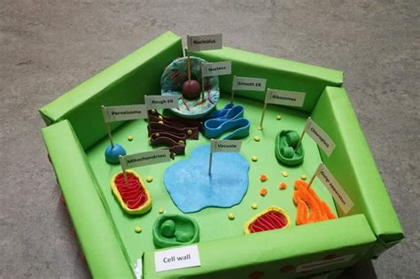 How To Make A 3d Animal Cell Model Claassen Alaines