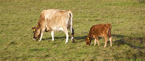 Brown Calf And Cow Graze In Green Meadow Stock Image Image Of Grass