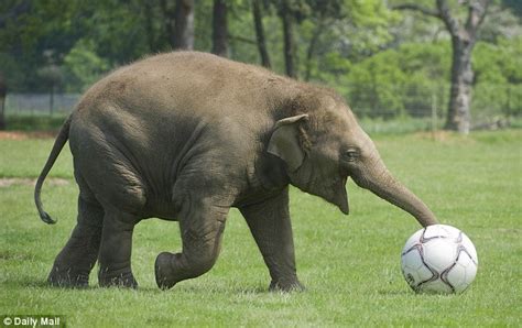 Euro 2012 Hilarious Video Shows Elephant Playing Football