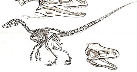 The guide below will walk you through the a test of faith mission and show you all dinosaur bones locations. velociraptor skeleton | Dinosaur reference | Pinterest | Skeletons and Tattoo