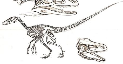 Always use eagle vision when near a collectible. velociraptor skeleton | Dinosaur reference | Pinterest | Skeletons and Tattoo