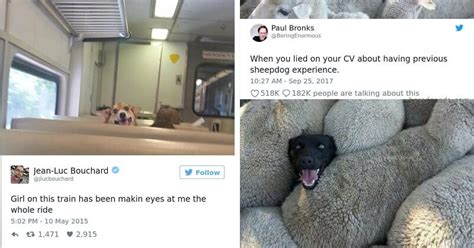 20 Funny Dog Tweets To Keep You Entertained And Laughing