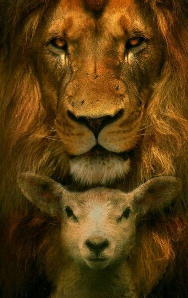 Lion Of Judah Lamb Of God Wallpaper