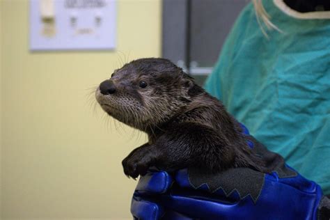 Celebrate World Otter Day With These ‘otterly Awesome Otter Facts