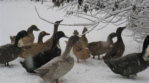 Cold Ducks Keeping Ducks In Winter Weather