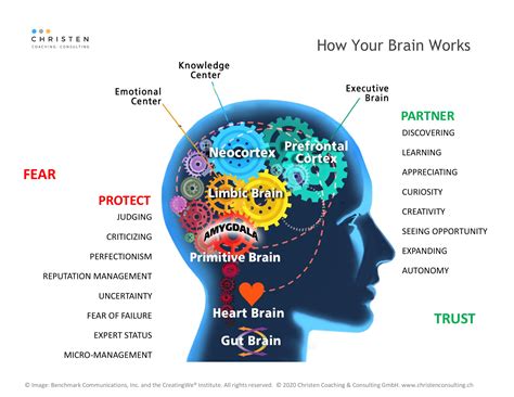 How Your Brain Really Works 1 Executive Coaching Leadership