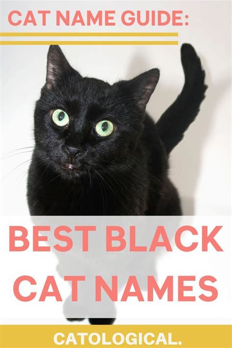 Top 150 Names For Black Cats Funny Unique Pop Culture And More In