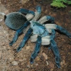It has rich, deep blue legs, a light blue carapace, and a fuzzy royal blue abdomen. 178 best images about Tarantulas and Vivariums on ...
