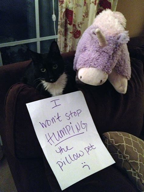 The Best Of Cat Shaming Part 12 20 Pics