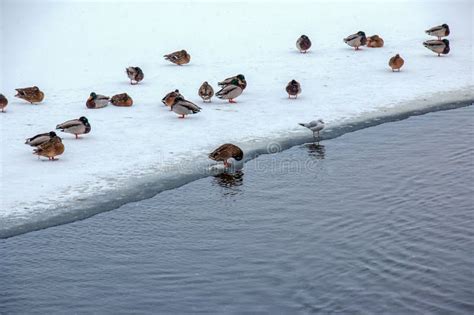 Ducks Swim Along The Icy Bank Of The River Wild Ducks In Winter Stock