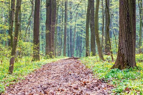 Early Spring In The Woods The Road Is Covered With Dry Leaves In The