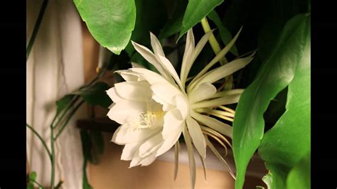Doesn't kill the plant, just makes a scarred area that is unsightly. Night Blooming Cereus - YouTube