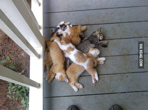 A Cute Pile Of Cats 9gag