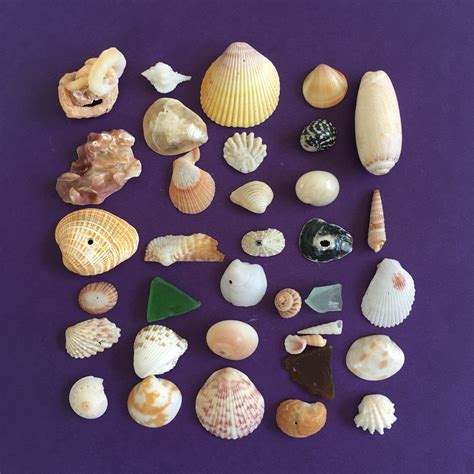 School Aid Florida Rare Mini Seashells Assorted Lot For Etsy