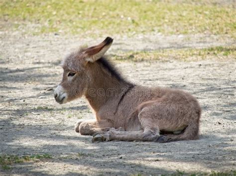 Close Up Of Baby Donkey On The Ground In The Village Stock Photo