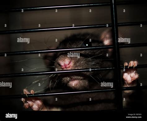 Rat Holding On To Cage Hi Res Stock Photography And Images Alamy