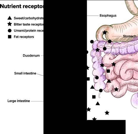 The Same Taste Receptors Found On The Tongue Are In The Stomach Intestines And Elsewhere Too