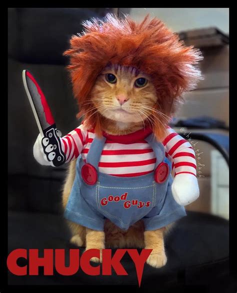 Chucky Chucky Cat Costumes Chucky Doll