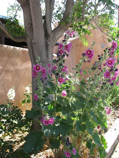 Los angeles county funeral flowers can be purchased from one of the local funeral shops we partner with. Miss Bloomers : The Flowers of Santa Fe
