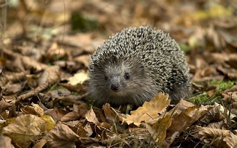Hedgehog Picture With Leaves Peepsburghcom