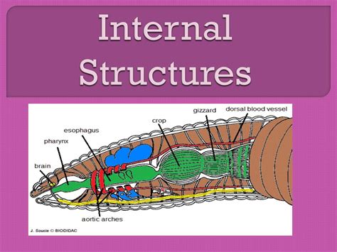 Earthworm Anatomy And Dissection Guide Biology Junction