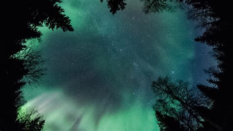 Worms Eye View Of Trees Forest Aurora Borealis Starry Sky During
