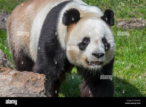 El Panda Gigante Ailuropoda Melanoleuca Cerca De Retrato En El Zoo