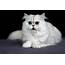Persian Cat Breed Size Appearance & Personality