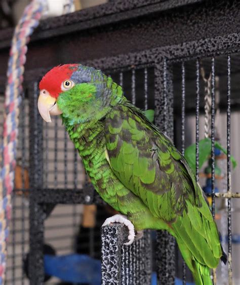 Red Crowned Amazon Parrot For Sale Top Parrot Breeders Usa