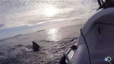 great white shark attacks boat in shark week video from new zealand