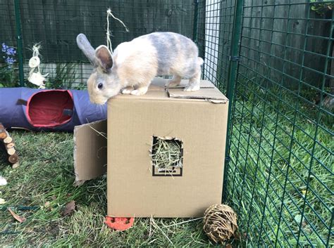What Are The Best Toys For My Rabbit The House Of Animals