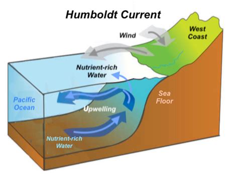 Nephicode The Amazing Humboldt Current Course