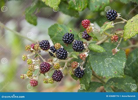 Blackberries Ripening On Bramble Bush Stock Photo Image Of Ripening