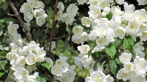 A succulent is any plant that has a thick, fleshy water storage capability. CHINAR SHADE : JASMINE FLOWERS AND A KASHMIRI FOLK SONG ...