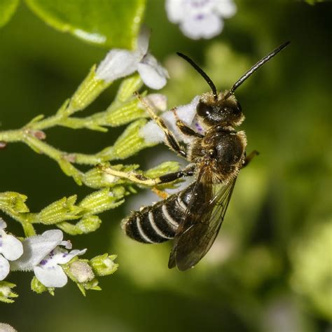 Orange Legged Furrow Bee From Rockland County Ny Usa On July