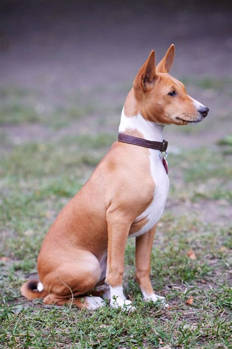 15 Photos That Prove That Basenjis Are The Worst Dogs On Earth