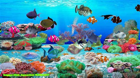 Aquarium Desktop Background Animated Selbstreinigendes Aquarium