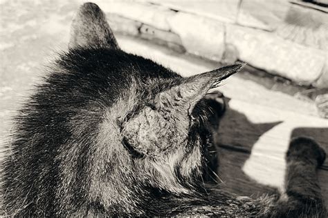 What Is Fungal Dermatitis In Cats