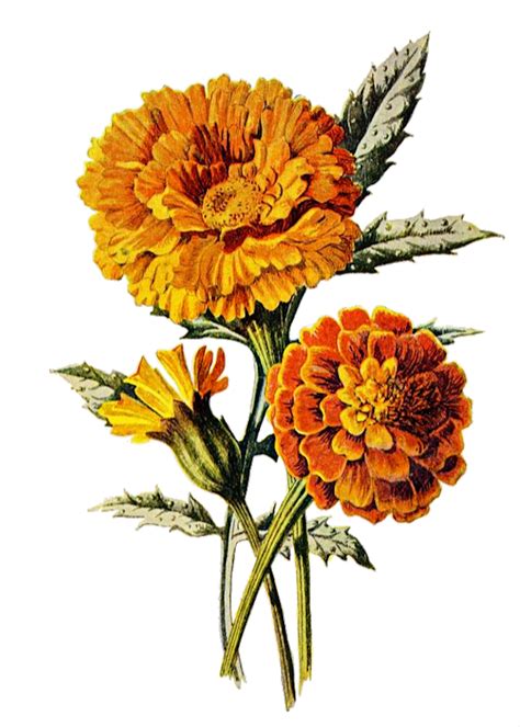 Marigold Flower Floral Free Image On Pixabay