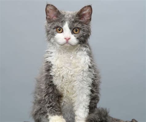 Selkirk Rex Cat Breed Information Everything You Want To Know Artofit