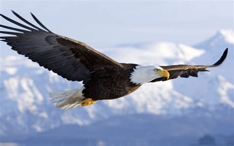 Bald Eagle In Mid Air Flight Help Change The World The Future Of The