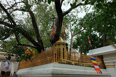 Jaya Sri Maha Bodhi A Sacred Fig Tree In The Mahamewna Gardens